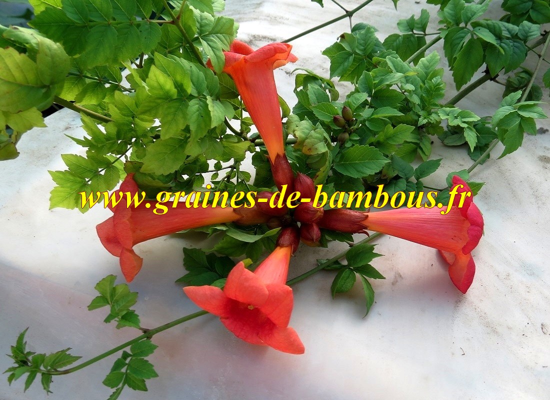 Jasmin de virginie fleur trompette