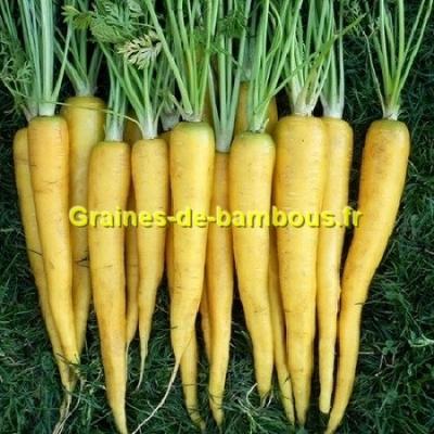 Jaune du doubs graines de carotte daucus carota