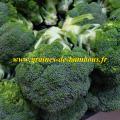 Jets de brocoli graines de bambous fr