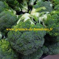 Jets de brocoli graines de bambous fr