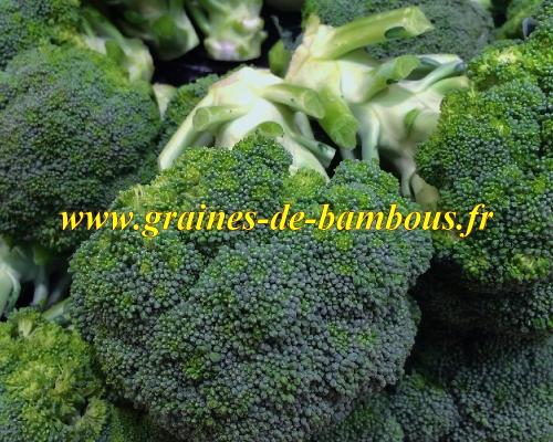 Jets de brocoli graines de bambous fr