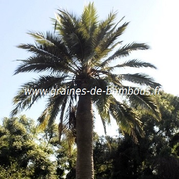 Jubaea chilensis cocotier du chili graines de palmier