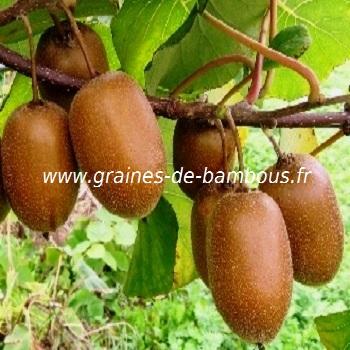 kiwi-actinidia-chinensis-www-graines-de-bambous-fr-1.jpg