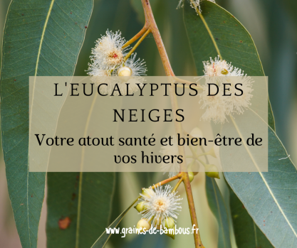 L eucalyptus des neiges | graines de bambous