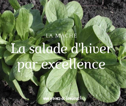 La mache la salade d hiver par excellence