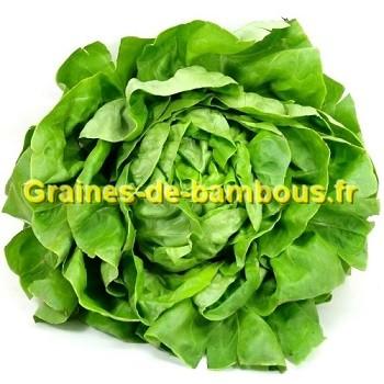 Laitue appia graines