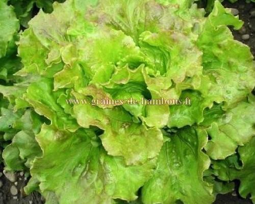 Laitue batavia iceberg a bord rouge