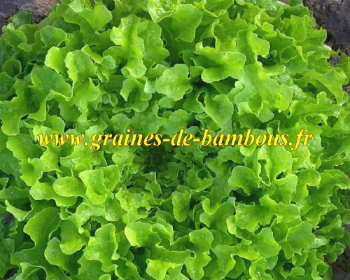 Laitue feuille de chene verte graines