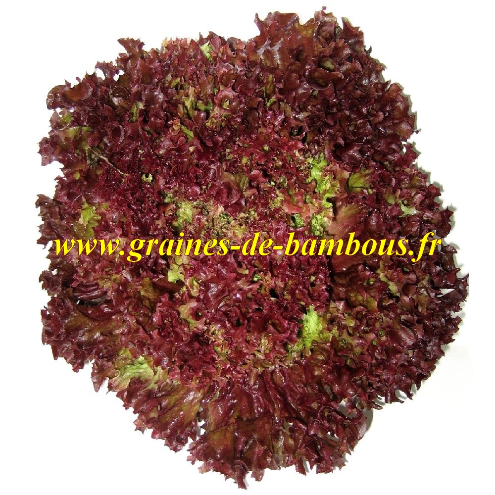 Laitue frisee lollo rossa lactuca sativa