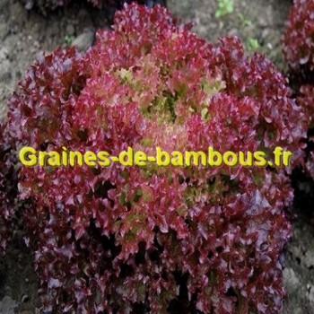 Laitue lollo rossa sur notre site graines de bambous fr