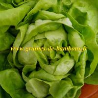 Laitue reine de mai graines de salade