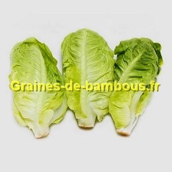 Laitue romaine sucrine