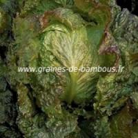 Laitue batavia rouge grenobloise graines de bambous fr