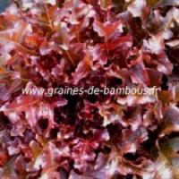 Laitue feuille de chene rouge lactuca seeds www graines de bambous fr