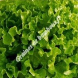 Laitue feuille de chene verte graines de bambous fr