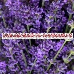 Lavande vraie fleurs semis graines de bambous fr