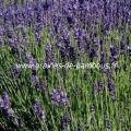 lavande-www-graines-de-bambous-fr-1.jpg