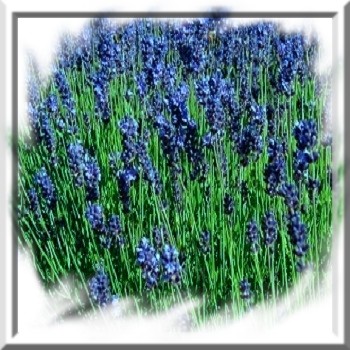 lavande-www-graines-de-bambous-fr-www-grainesdebambous-com.jpg