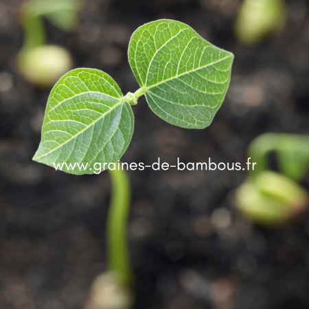 Comment bien choisir ses graines du potager | Graines-de-bambous.fr