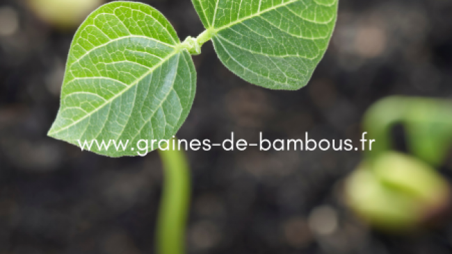 Les graines du potager comment bien les choisir et les cultiver pour un jardin productif et durable www graines de bambous fr