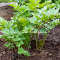 Levisticum officinalis www graines de bambous fr 1 