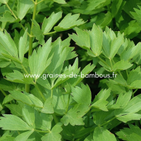 Levisticum officinalis www graines de bambous fr