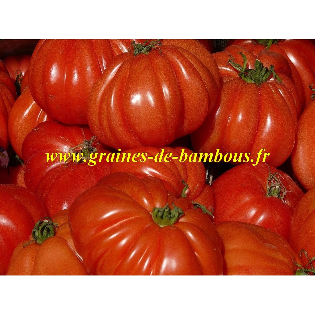 Liguria graines de tomate