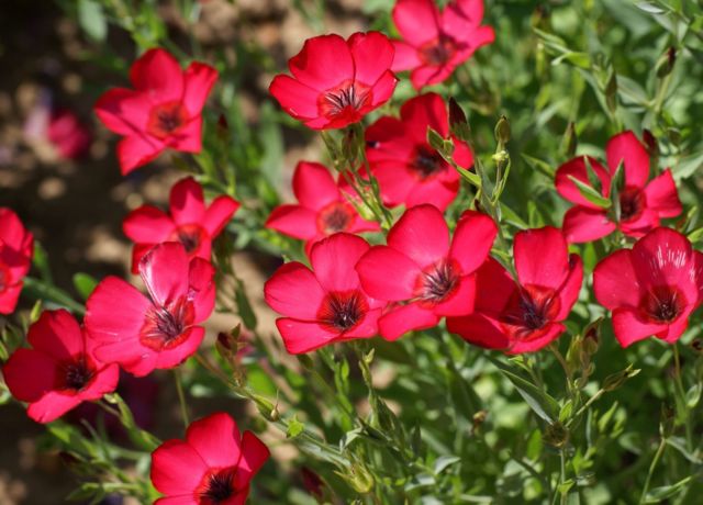 Lin rouge brillant scarlet flax