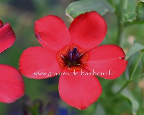 Lin rouge graines de bambous fr 6