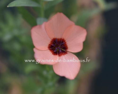 Lin saumon graines de bambous fr 1