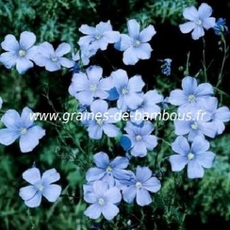 Lin bleu perenne blue graines