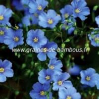 Lin bleu vivace graines de bambous fr