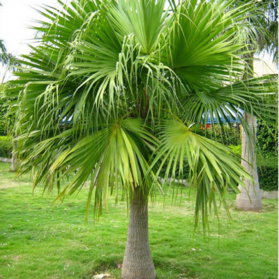 Palmier Livistona Chinensis réf.135