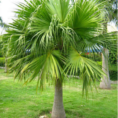 Trachycarpus fortunei réf.119