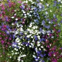 Lobelia cascade mix