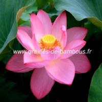 Lotus fleur nelumbo nucifera