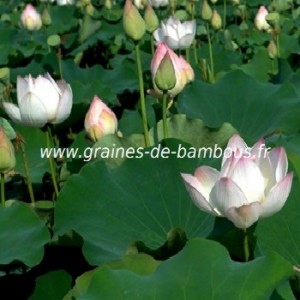 Lotus fleur