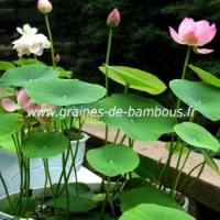 Lotus graines de bambous fr