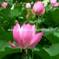 Lotus rose nelumbo nucifera