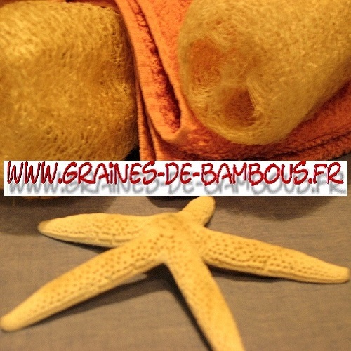 luffa-cylindrica-ou-aegyptiaca-1000-graines-www-graines-de-bambous-fr-2.jpg