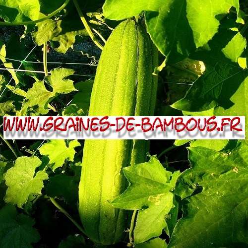 luffa-cylindrica-ou-aegyptiaca-1000-graines-www-graines-de-bambous-fr.jpg