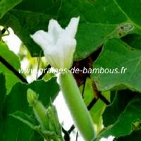 luffa-floraison-www-graines-de-bambous-fr-4.jpg