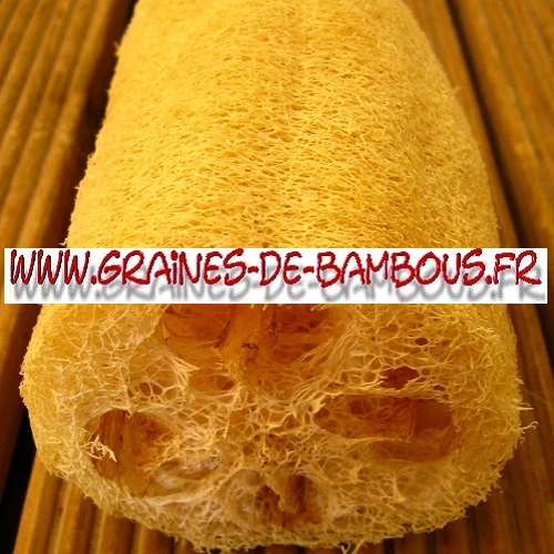 luffa-longue-cylindrica-aegyptiaca-1000-graines-www-graines-de-bambous-fr-2.jpg