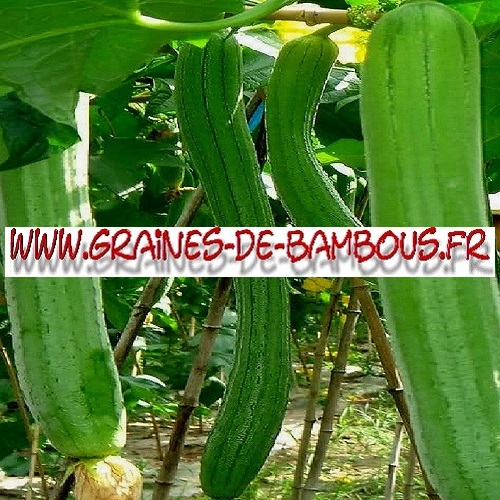 luffa-longue-cylindrica-aegyptiaca-1000-graines-www-graines-de-bambous-fr.jpg