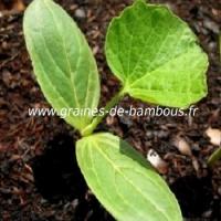 luffa-plant-www-graines-de-bambous-fr-3.jpg