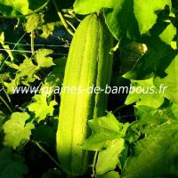 luffa-www-graines-de-bambous-fr-1-2.jpg