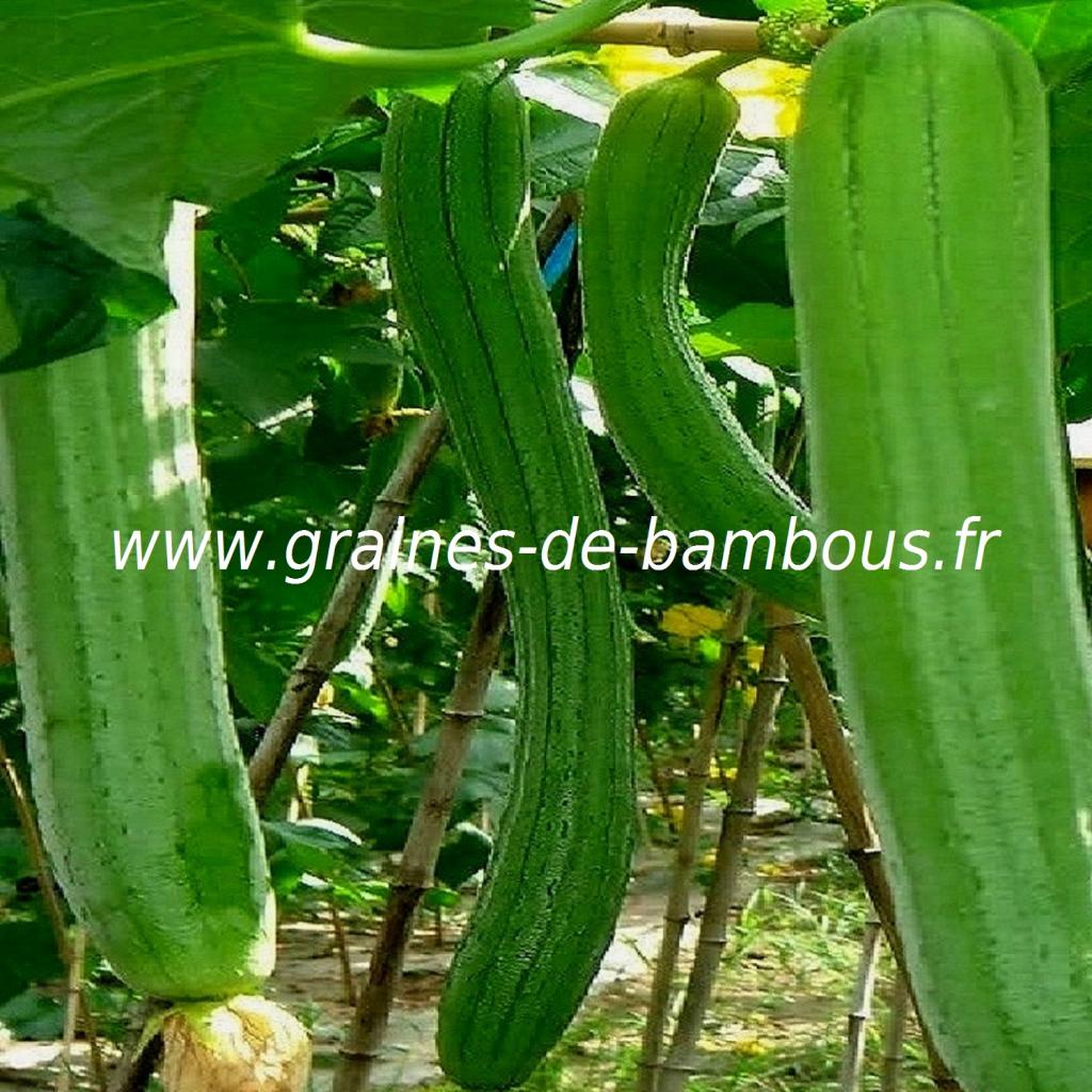 luffa-xt-longue-1000-graines-1.jpg