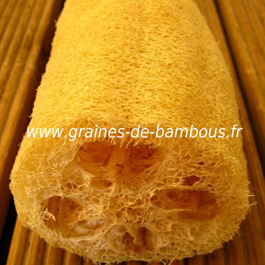 luffa-xt-longue-1000-graines.jpg