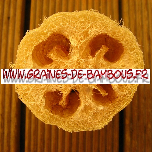 luffa-xt-longue-cylindrica-aegyptiaca-1000-graines-www-graines-de-bambous-fr-3.jpg