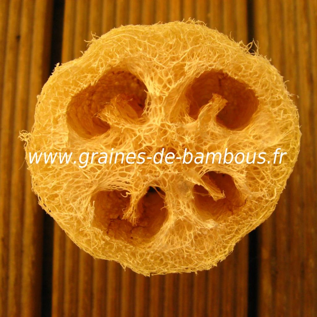 luffa-xt-longue-www-graines-de-bambous-fr-3.jpg